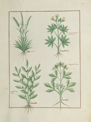 Lolni und Geranie oben, Daphnoides und Petersilie unten, Illustration aus Das Buch der einfachen Heilmittel von Matteaus Platearius